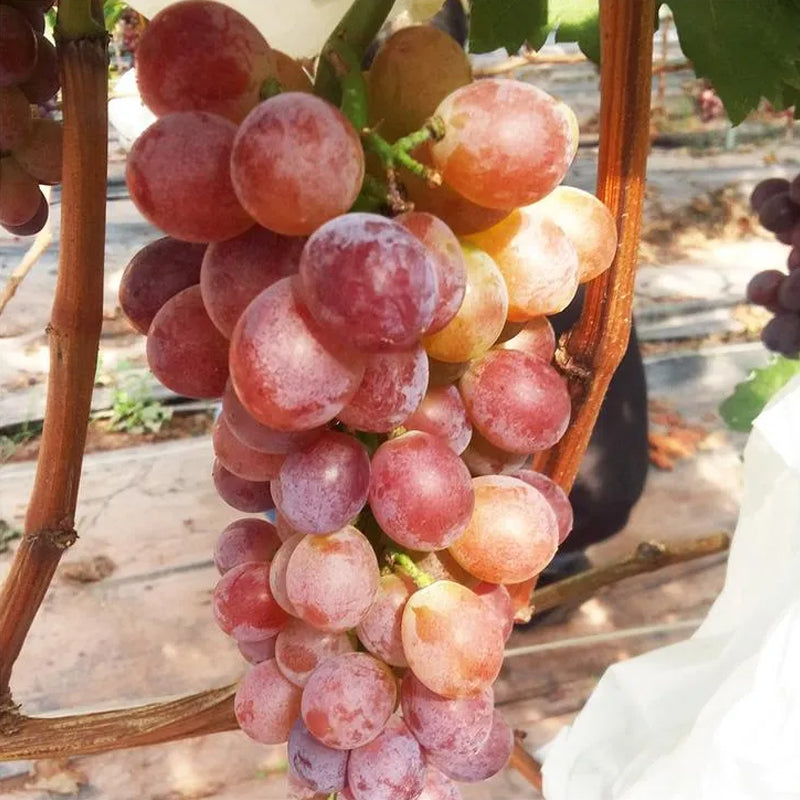 Midknight Beauty Grapes Seeds - Giant Rose (Rose scented)