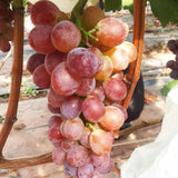 Midknight Beauty Grapes Seeds - Giant Rose (Rose scented)