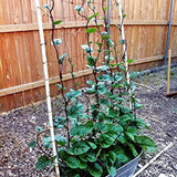 Semillas de espinaca de tallo rojo de Malabar