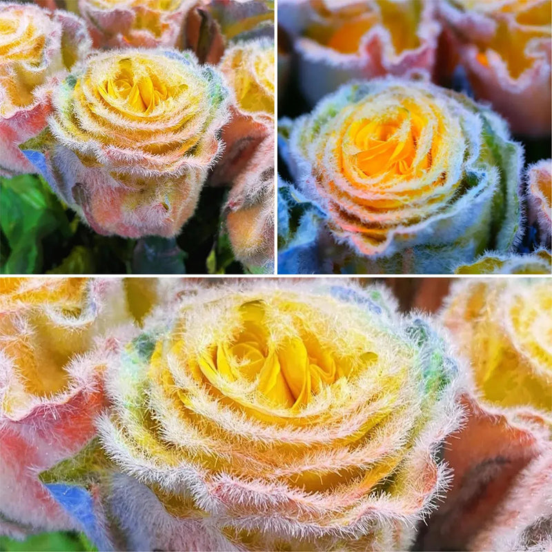 Semillas de rosa Rainbow Frost: ¡agregue un toque de magia helada a su jardín!