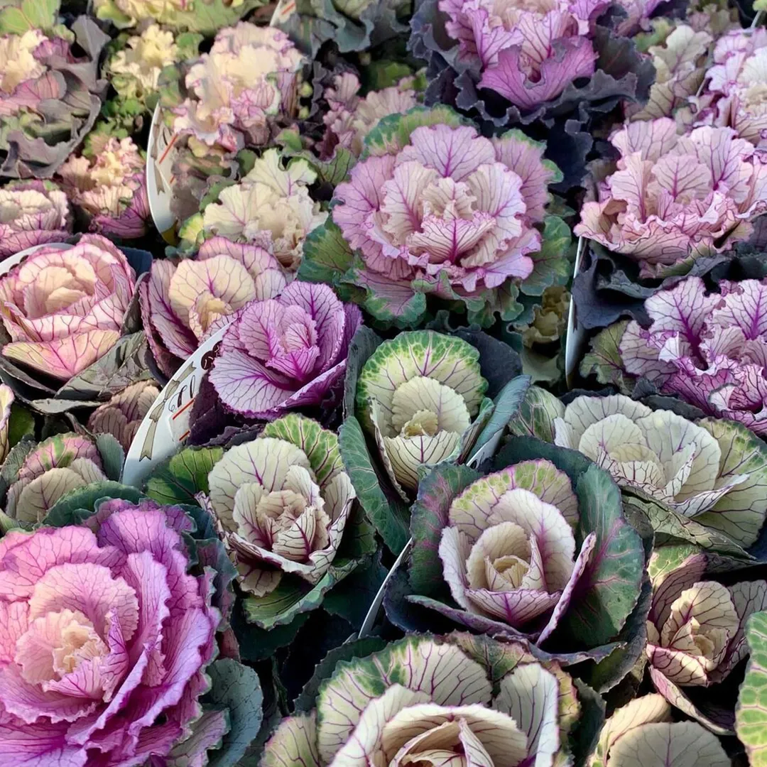 Mix Ornamental Kale Seeds