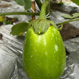 Green Can Eggplant Seeds