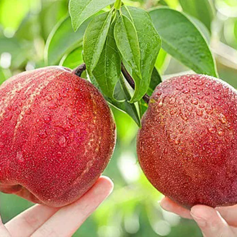 Pyrus pyrifolia 'Nijisseiki'Rainbow Pear Seeds
