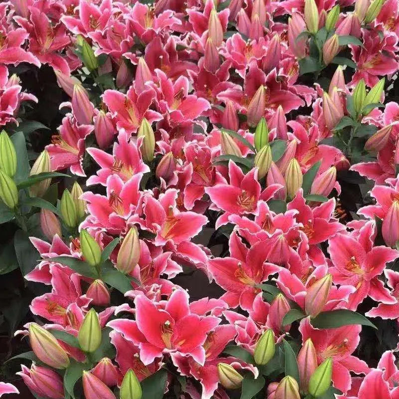 Bulbos de lirio perfumados orientales