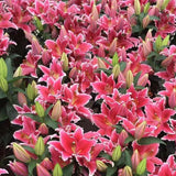 Bulbos de lirio perfumados orientales