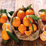 Red Tangerine Seeds-Sweet, Juicy, Abundant Harvests