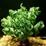 Egrow Sprial Grass Seeds Green Succulents Plants Garden DIY Bonsai Potted Flower Seeds