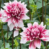 Red & White Mixed Dahlia Seeds