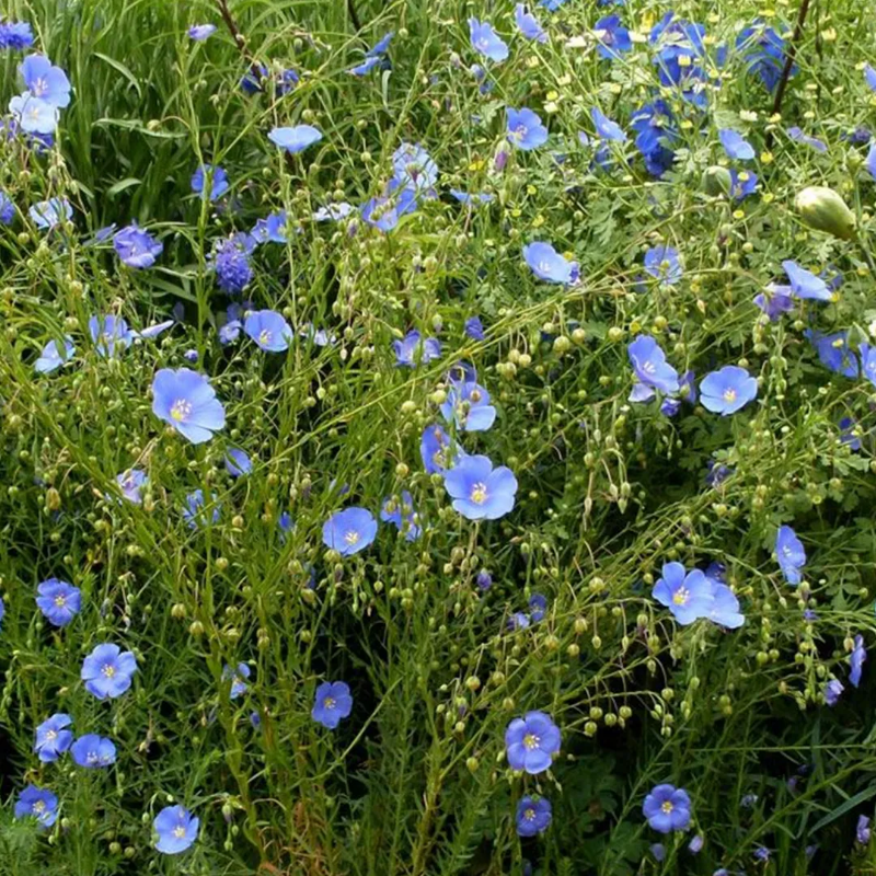 Perennial Blue Flax Seeds