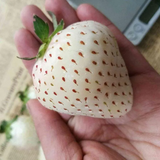 Rare Milk Strawberry Seeds
