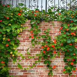 Semillas de capuchina (alta) - Colores variados