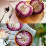 Semillas de fruto de leche: caimito, Chrysophyllum cainito