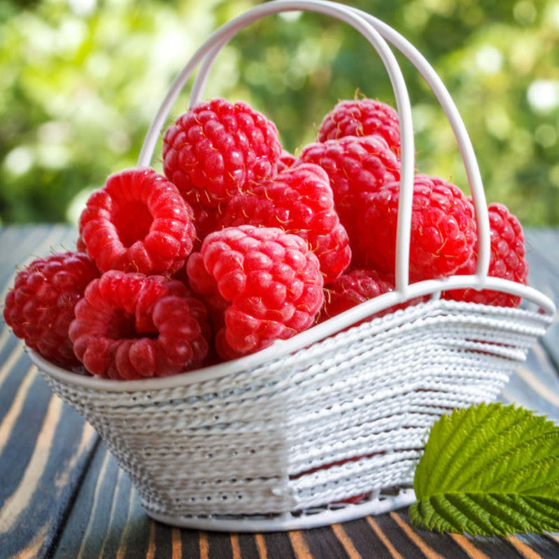 Red Raspberry Seeds for Planting