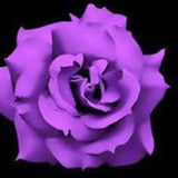 Purple Rose Rosa Bush Shrub Perennial Flower Seeds
