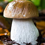 Kit de esporas secas de micelio de hongo porcini real Bolete para plantar sin OGM