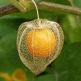 Physalis Peruviana Fruit-Lantern Fruit Seeds