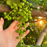 Semillas del árbol de moscatel Shine: uva Sunshine Rose (se puede plantar en macetas)