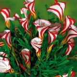 Semillas de la planta de oxalis versicolor, bastón de caramelo