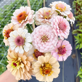 Double Zinnia Mixed Color Seeds