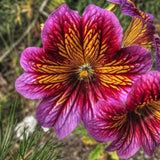 Semillas de gloria de la mañana chilena