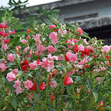 Impatiens mixtas Balsamina Balsam Camelia Impatiens Semillas Flor doble No me toques