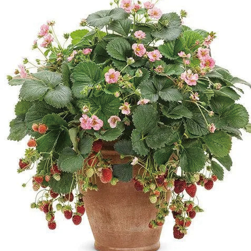 Berried Treasure Pink Strawberry
