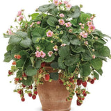 Berried Treasure Pink Strawberry