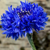 Blue Cornflower Seeds Bachelor’s Buttons Centaurea Cyanus Flower