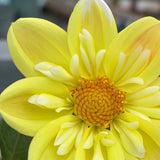 Bright Yellow Dahlia Seeds