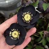 Rosa navideña-Eléboro negro