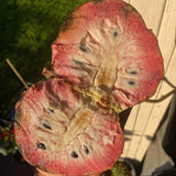 San Pablo Custard Apple Rare Fruit Seeds