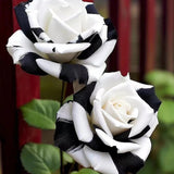 Rosas gemelas blancas y negras raras