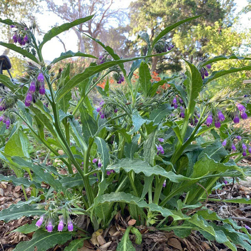 Consuelda común/verdadera
