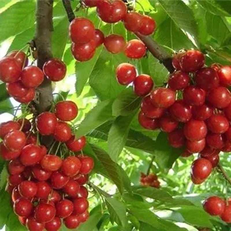 Semillas de bayas de rubí y calcio Prunus humilis