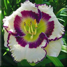 Daylily Hybrid Flowers Seeds, Hemerocallis Hybrid