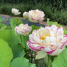 Bonsai Double Lotus Seeds-Pure Heart