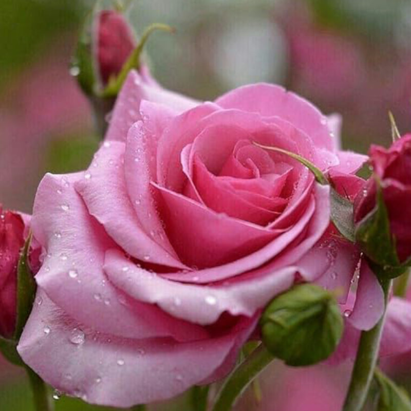 Semillas de flores de rosas multicolores mixtas, flores perennes, plantas raras, bonsái de jardín