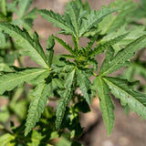 Flower of an Hour (Hibiscus trionum)