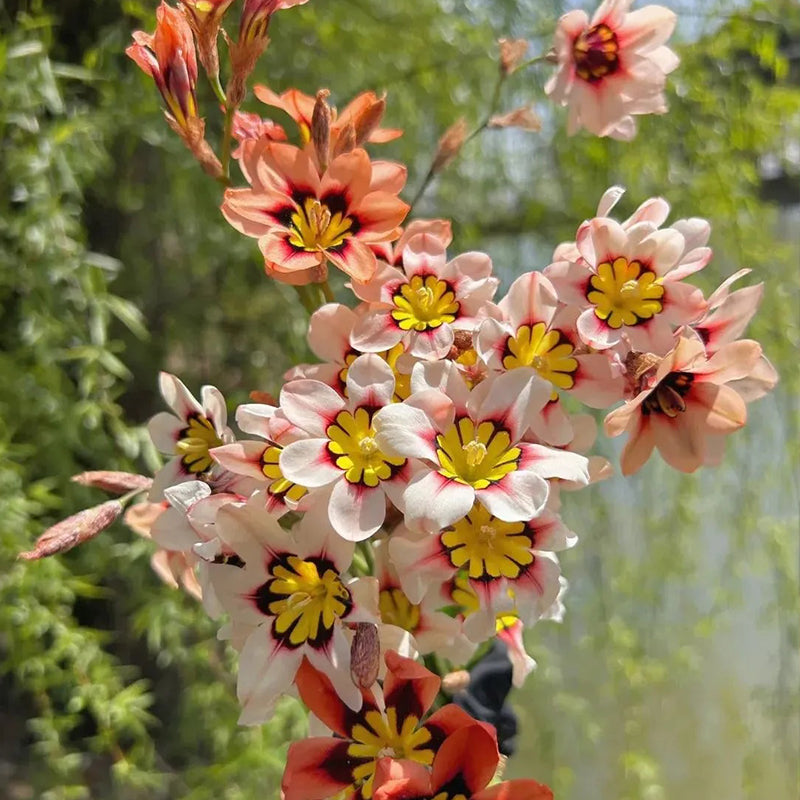 The Stunning Tricolor Wandflower Seeds Collection