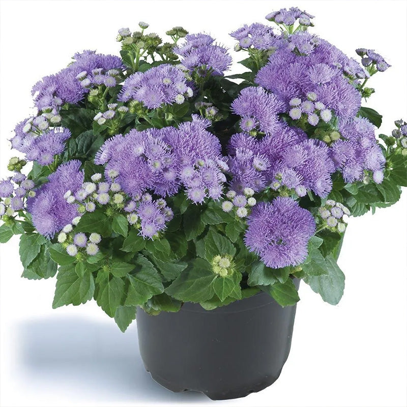 Ageratum Aloha Blue F1