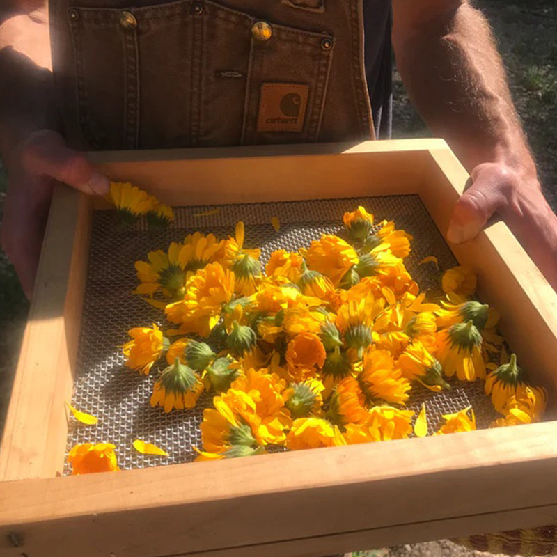 Resina de caléndula