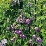 Clematis Taiga Seeds