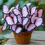 Butterfly Begonia: Unleash Whimsy in Your Garden!