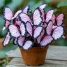 Butterfly Begonia: Unleash Whimsy in Your Garden!
