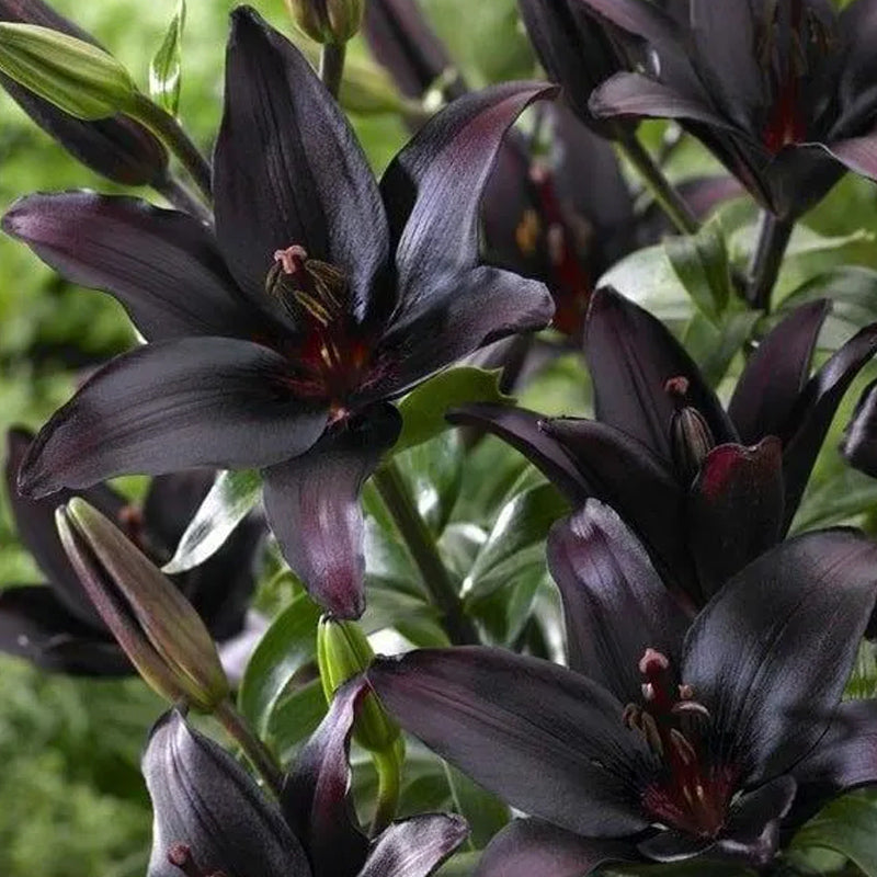 Black Lily: A Proud Black Flower