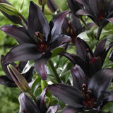 Black Lily: A Proud Black Flower