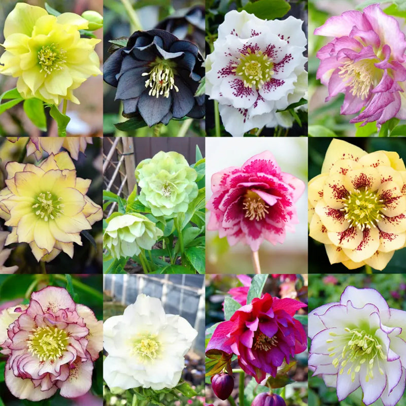 Colección Hellebore de Carnaval - Rosa de Navidad