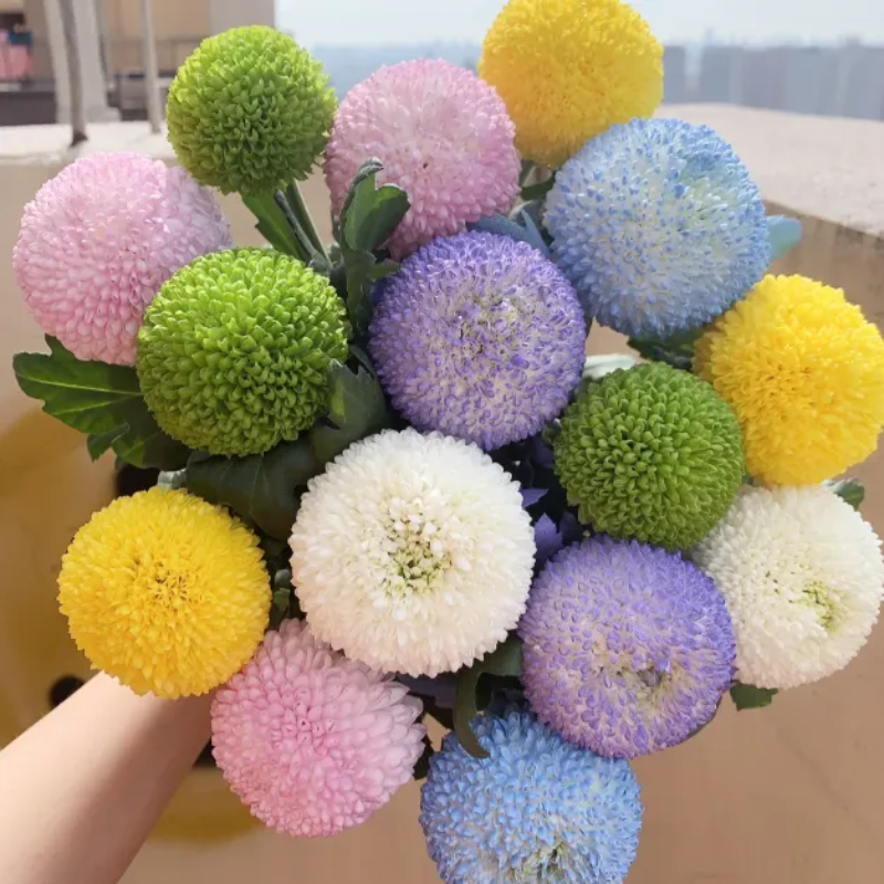 Colorful Ping Pong Chrysanthemum Seeds