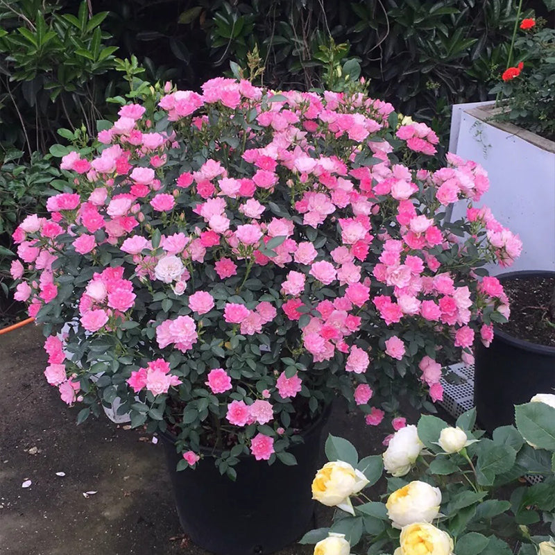 Star Something Roses Lotus Star Rose Seeds: Blooming All Year, Bringing Continuous Good For ...