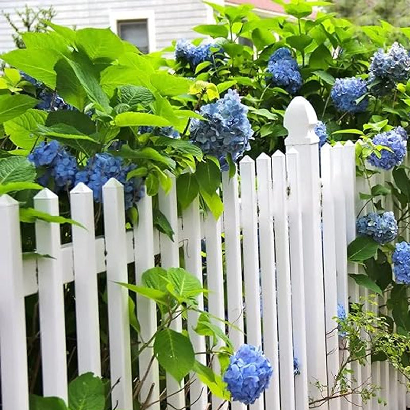 Mixed Hydrangea Seeds for Planting Fast Growing Shrub Flowers Seeds